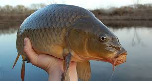 Carp is a common name for various species of freshwater fish of the family Cyprinidae