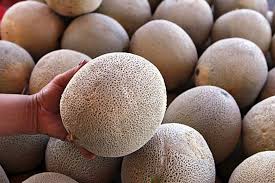 Cantaloupe melon