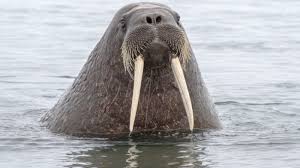 Thank you for supporting my walrus dream