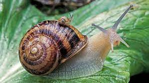 Inbred snail copypasta