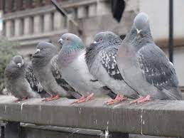 Pigeon shit copypasta