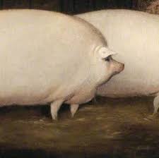 Two large pigs asking about oats script